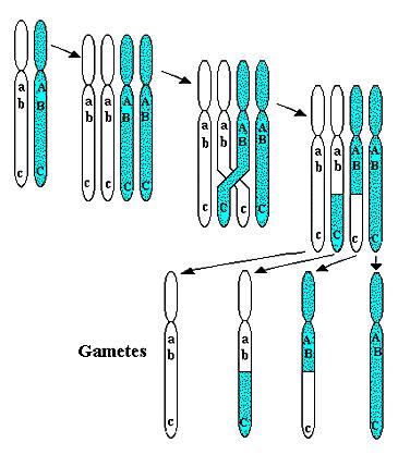 Heterotypické dělení 1) profáze Leptotene Chromozomy se zkracují, zviditelňují Zygotene Pachytene Diplotene Diakineze Homologické chromozomy se dočasně spojují vznikají bivalenty, dochází k výměně