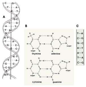 Obrázek 1 DNA, zdroj [10] Nukleotidy tvoří základní stavební bloky DNA. V DNA se mohou vyskytovat pouze 4 druhy nukleotidů: guanin (G), adenin (A), thymin (T) a cytosin (C). (viz obr.