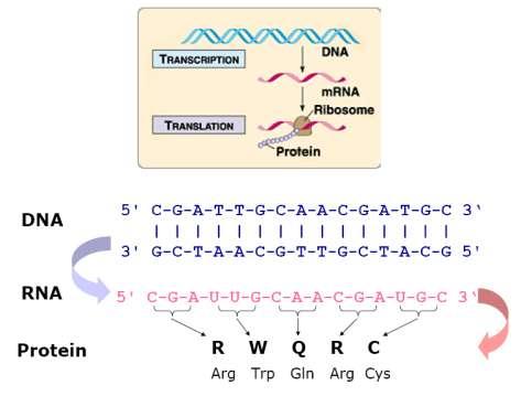 Obrázek 2 Centrální dogma molekulární biologie, zdroj [2] 4.3 Genetický kód Během translace se využívá tzv. genetický kód.