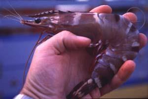 us$ Produkce 6 Mt Krevety jsou nejobchodovanějším produktem 25% z akvakultury Importéři: Japonsko, USA, EU