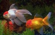 Ornamental fishes goldfish Rozdělení