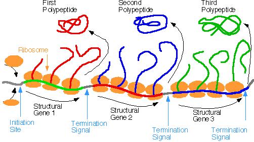 Protein kódující geny - prokaryota Jednoduché geny (nemají introny). Operony.