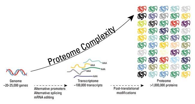 Alternativní transkripty a post-translační modifikace proteinů mohou významně zvyšovat proteinovou komplexitu Díky