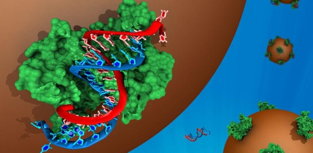 Malé nekódující RNA Obvykle kratší než 100 nt, regulační malé ncrna 20-30 nt dlouhé Ribosomal RNA (rrna) Transfer RNA (trna) Small nuclear RNA (snrna) Small nucleolar RNA (snorna) Regulační RNA Small