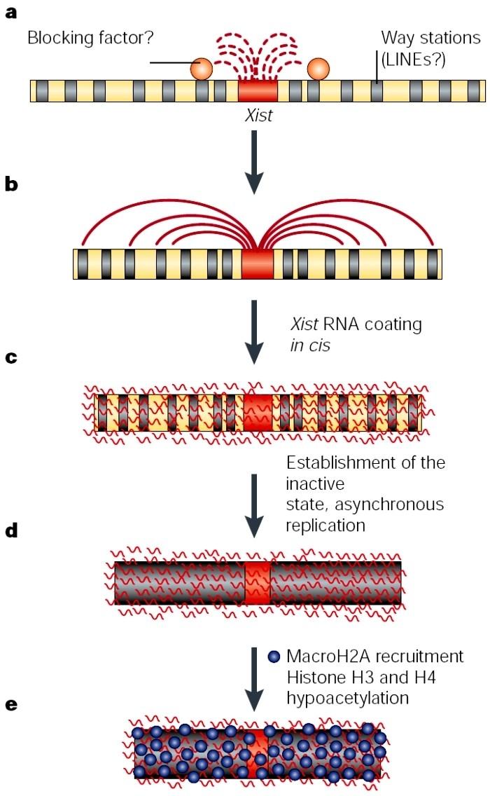 Tvorba heterochromatinu Transpozony často umlčeny a heterochromatinizovány pomocí DNA metylace a RNA interference.
