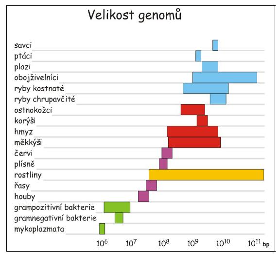 Velikost genomu a paradox hodnoty C Kejnovský & Hobza 2009 Rozdílná velikost genomu mezi