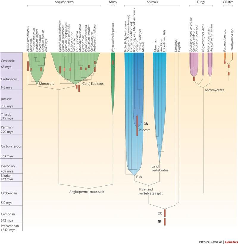 Paleopolyploidie K řadě paleopolyploidizačních událostí u krytosemenných rostlin došlo na přelomu druhohor a třetihor (před 60-70