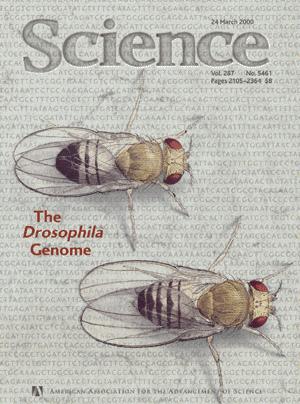 organismus 2000 Drosophila