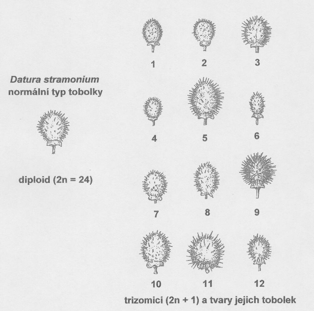 Fenotypy diploida a 12 různých trizomiků u
