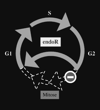 Endoreduplikace Endopolyploidie opakovaná reduplikace chromatid mnohonásobné opakování endog 1 a endos fáze v některých buňkách nejsou sesterské chromatidy po endoreduplikaci