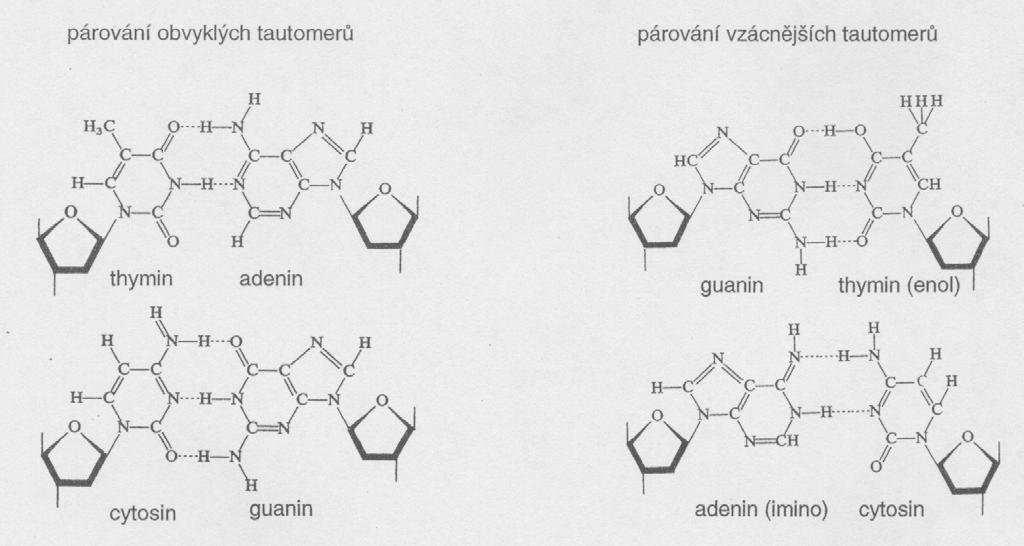 Tautomerní přechody méně obvyklé strukturní formy bází velmi krátké trvání (10-5 -10-4 ) tvorba vodíkových