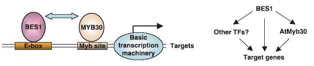 23 Update 2009 Yu et al. (2008) PNAS 105: 7618-7623 BES1 reguluje transkripční faktory ELF6 a REF6, které regulují expresi terčových genů a koordinují BR reakce s dalšími vývojovými procesy. Li et al.