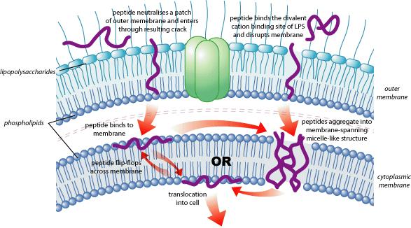 Cytoplazmatická membrána jediný membránový útvar u bakterií je povrchová membrána (plazmatická