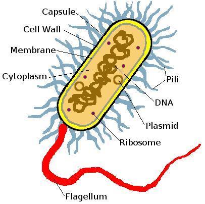 1. Cytoplazma 2. Jaderná hmota 3. Plazmidy 4.