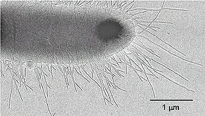 Fimbrie (pilusy) krátká křehká nepohyblivá vlákna na povrchu jen gramnegativních bakterií fimbrie bývají ve větším počtu pily (pilusy)