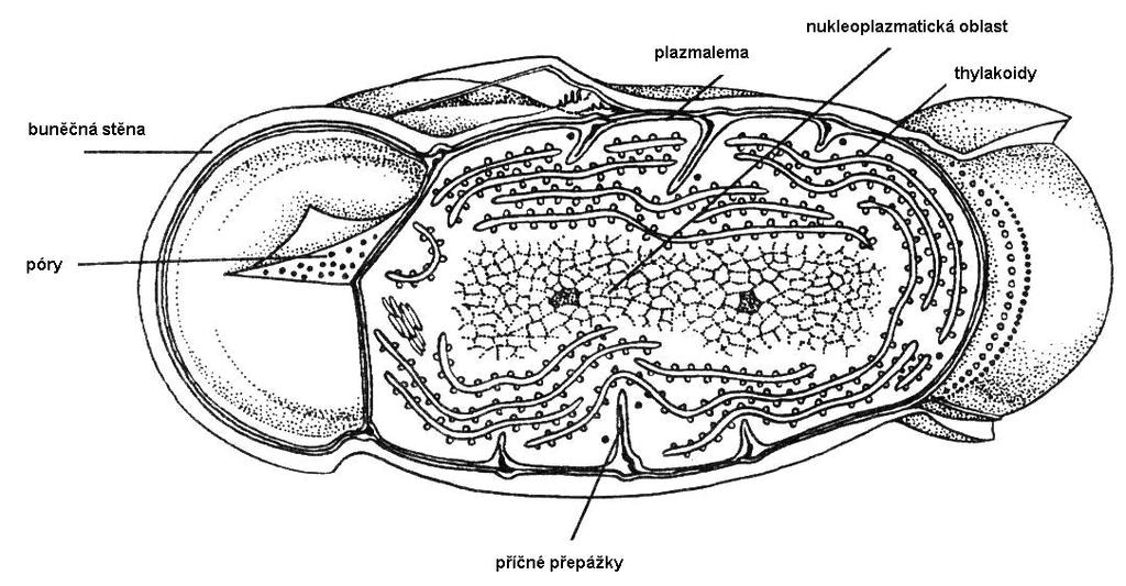 Chromatofory, thylakoidy, chlorobiové váčky váčkovité vchlípeniny cytoplazmatické membrány nebo tělíska ohraničená membránou obsahují