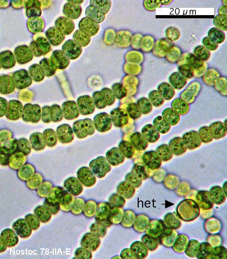 Sinice Planktonní druhy - tvorba vodního květu nashromáždění velké biomasy sinic na vodní hladině květu Často v různých symbiózách (fykobiont) s houbou lišejníky (bioindikátory indikátory čistoty