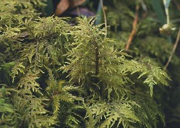 moss species Hylocomium splendens bsed on the nucleotide