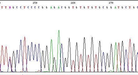 Automtické sekvenování 3 -TACG-5 primer 5 -ATGCATGC-3 templát ddgtp ddctp