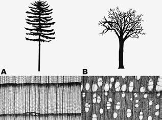 Dřevo jako biopolymer, strukturní popis