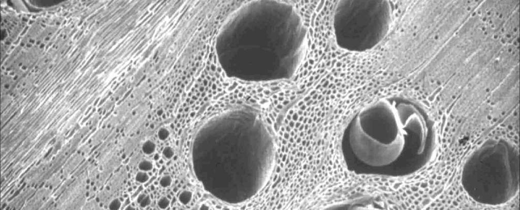 Základní konstrukční jednotka dřeva: buňka Živé buňky (ve smyslu jejich růstu)