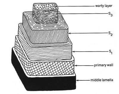 Struktura lignifikovaného dřevní hmoty Struktura lignifikované buňky Rozhodující částí odumřelé buňky je buněčná stěna, která se v čase strukturuje z primární buněčné stěny (sekundární stěna).