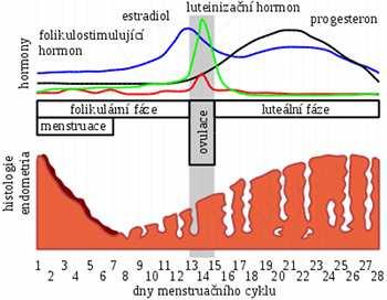 Menstruační cyklus - cca 28 dní (24 32 dní) = od jedné... do druhé = cyklické změny na.