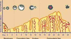 .. sliznice - povolení cév začátek nové menstruace Ovulační cyklus = od jedné.