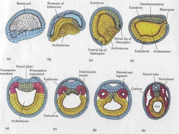 Ontogenetický vývoj = individuální vývoj jedince 3 období a) Vývoj prenatální b) Vývoj perinatální c) Vývoj