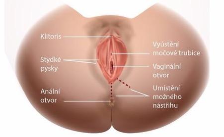 Hygiena po porodu V případně šití omývat mýdlem a vlažnou vodou po každém použití toalety, ale nepoužívat žíňku. Dávát si minimální počet porodních vložek a častěji je vyměňovat.