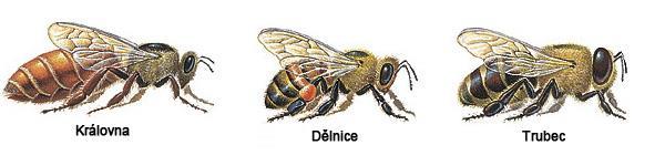 2 Včela medonosná Včela medonosná, Apis mellifera uváděná též pod názvem Apis mellifica se považuje za domácí zvíře, ale nikdy jím opravdu nebyla.