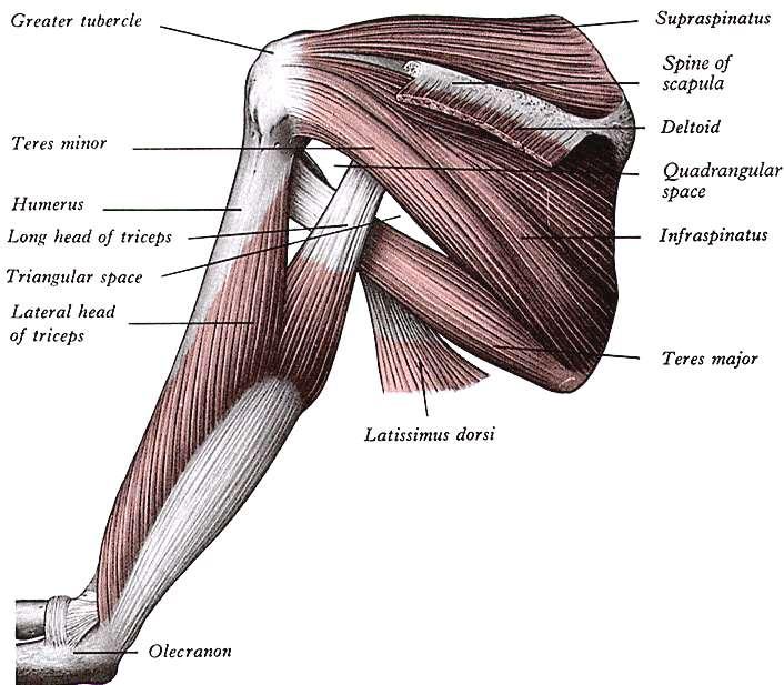 Foramen omotricipitale: a.