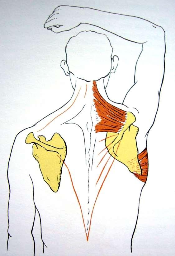 Současná kontrakce horní části m.trapezius a dolní části m.