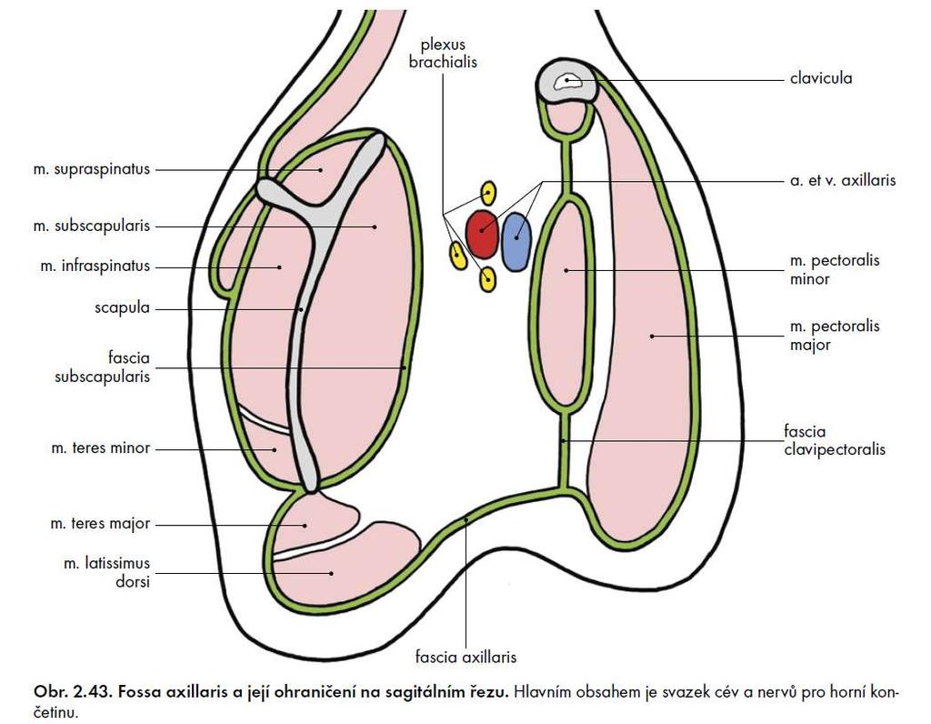 Grim, Druga et al., Základy anatomie 1. 2.