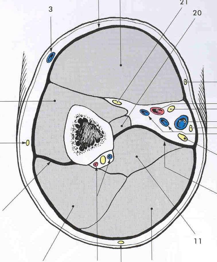 Fascia brachii, septum intermusculare brachii mediale et laterale Compartmentum brachii anterius: BB, B, CB nervy: MC, M, U, a. brachialis, vv. brachiales, v.