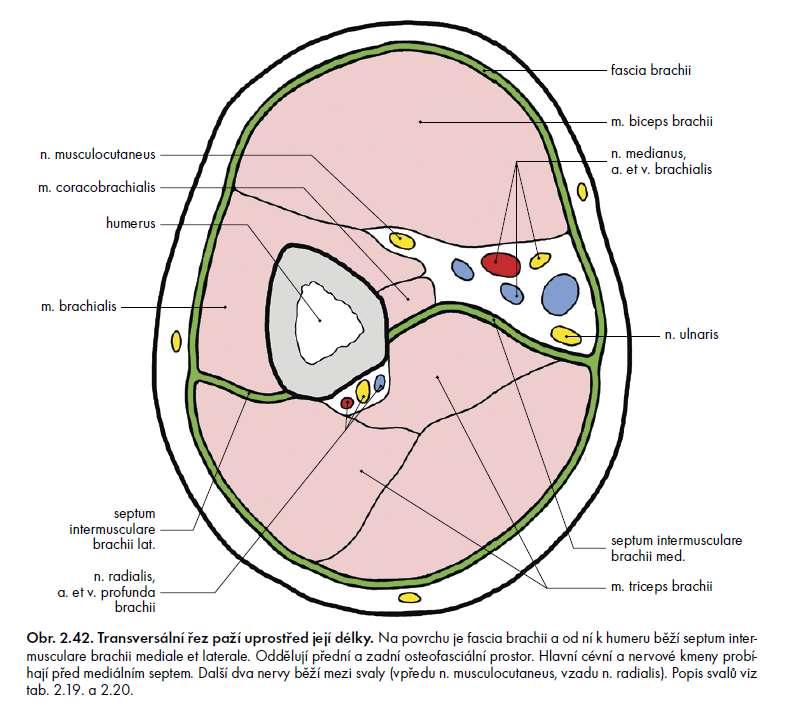 Grim, Druga et al., Základy anatomie 1.