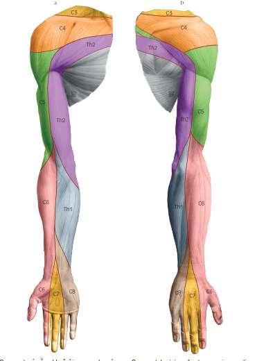 Segmentová inervace horní