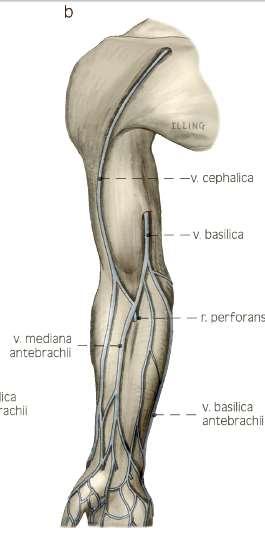 Arterie horní končetiny a. axillaris a. brachialis a. radialis a.