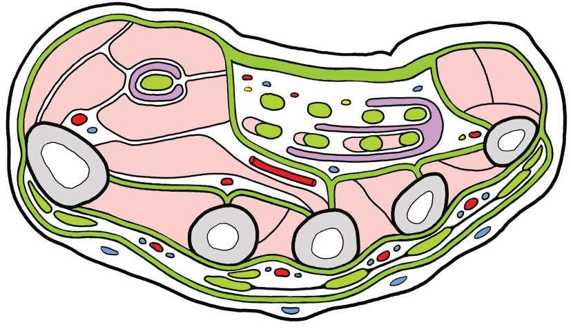 Transversální řez rukou v úrovni těl metakarpů aponeurosis palmaris, fascia dorsalis manus, thenarový