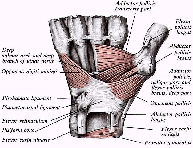 Svaly ruky Svaly thenaru (AbdPB, OP, FPB, AddP), svaly
