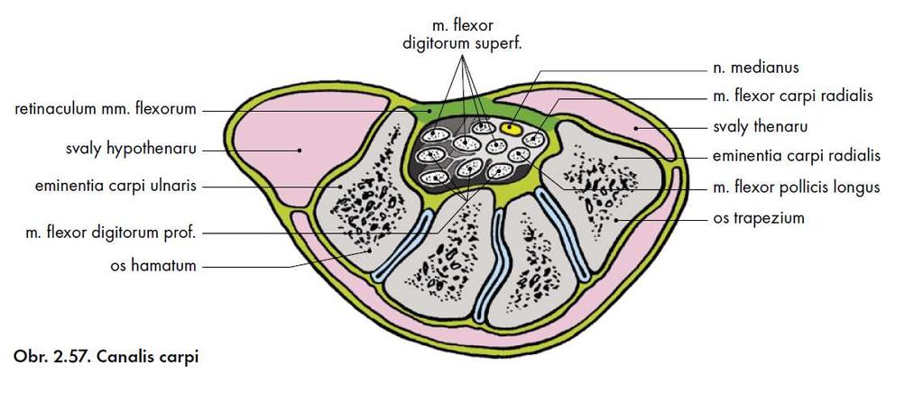 Karpální tunel, canalis carpi Grim, Druga et al.