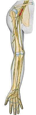 Inervace svalů horní končetiny Hlavní nervové kmeny: n. radialis, n. axillaris, n.
