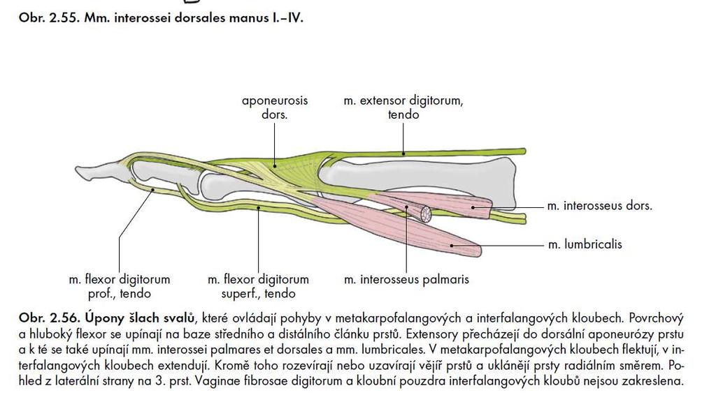 Grim, Druga et al., Základy anatomie 1.