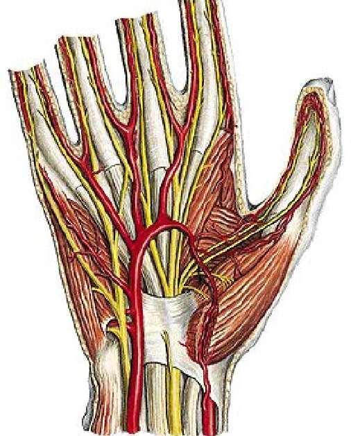 palmaris superficialis et