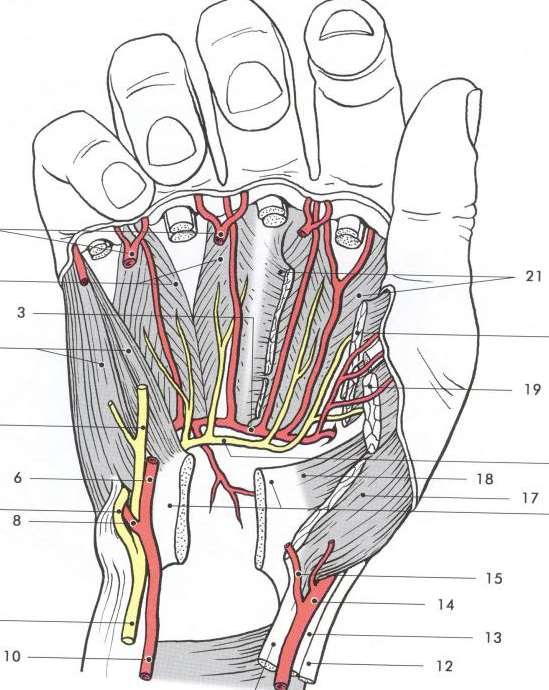 Cévy a nervy na dlaňové ruky Arcus