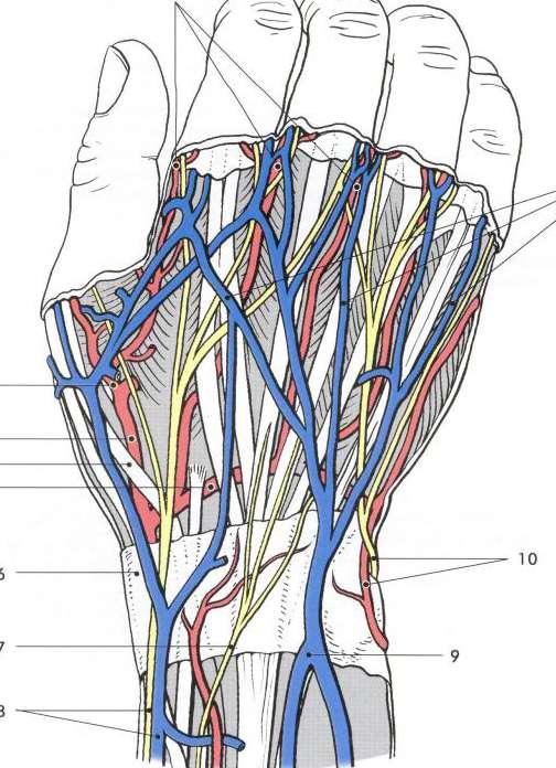 Cévy a nervy na hřbetní straně ruky