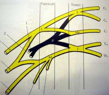 anterior + posterior Fasciculus lat. med., post. FP: n.