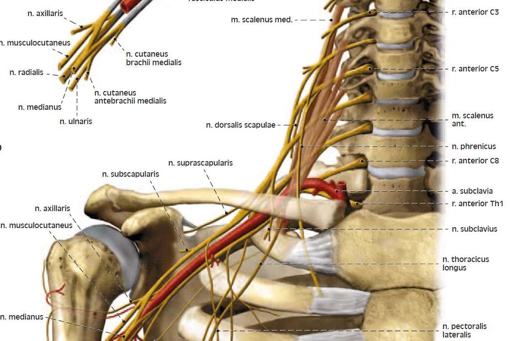 Grim, Naňka, Helekal: Atlas anatomie člověka I.