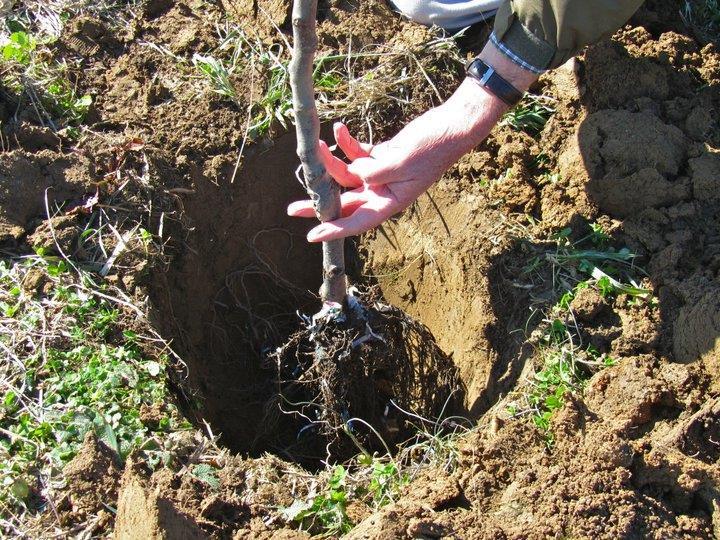 Výsadba ovocných stromov a kríkov Správny spôsob výsadby ovplyvní rast a vývoj stromov a kríkov na roky a preto je dobré venovať príprave pôdy veľkú pozornosť.