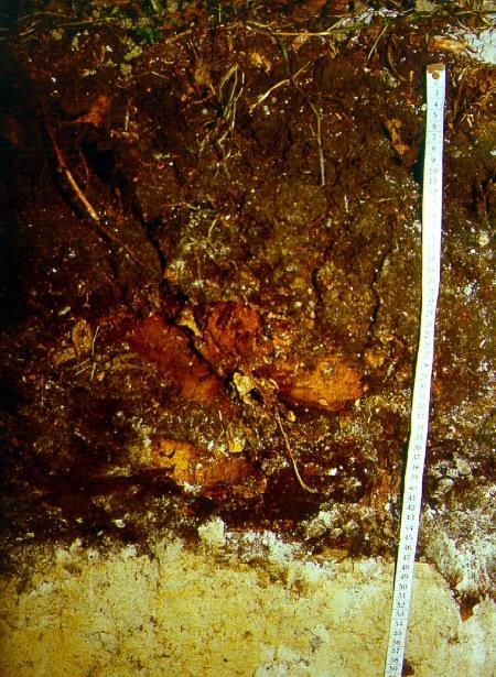 Organozem